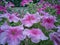 Pink petunia flower plants with multiple flowers