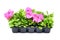 Pink Petunia flower tray box on white isolated background