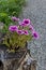 Pink petunia flower at wooden pot  in the monastery garden, mountain Balkan, near Varshets town