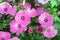 Pink petunia flowers are annual garden or balcony ornamental plants