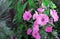 Pink petunia flowers are annual garden or balcony ornamental plants