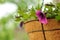 Pink Petunia Flowers in Basket