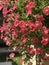 Pink petunia flowers are blooming.