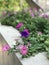 Pink petunia flowers are blooming.