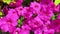 Pink Petunia Flowers in the Breeze