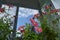 Pink petunia flowers. Brightly blooming plants in balcony greening