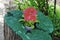 Pink petunia flowers growing from the stump painted in green paint in the garden