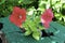 Pink petunia flowers growing from the stump painted in green paint in the garden