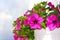 Pink petunia flowers over blue sky