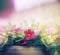 Pink petunia flowers pot on blurred nature background