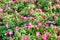 Pink petunia hybrida flower in nature garden