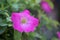 Pink petunia multiflora flower on green tree background. Petunia is genus of 20 species of flowering plants