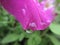 Pink Petunia Petal