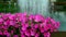 Pink petunia and water-spouting fountain