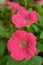 Pink Petunia with wide trumpet shaped flowers