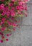 Pink Petunias