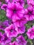 Pink Petunias