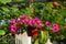 Pink petunias