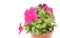 Pink petunias