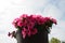 pink petunias against the sky, balcony flowers