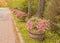 Pink petunias in barrels along roadside in Fall