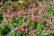 Pink petunias and coleus bloom in the flowerbed