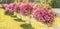 Pink petunias flowers hanging on white wooden fence in Summer sun