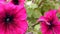 Pink petunias swaying in the breeze