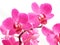 Pink phalaenopsis