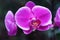 Pink Phalaenopsis Orchid