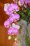 Pink Phalaenopsis orchid