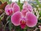 Pink Phalaenopsis Orchid Bloom with three flowers