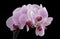 Pink phalaenopsis orchid flower on black. Selective soft focus. Minimalist still life. Light and shadow nature horizontal