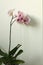 Pink phalaenopsis orchid flower with long stem and leaf on beige interior. Selective soft focus. Minimalist still life. Light and