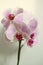 Pink phalaenopsis orchid flower on white. Selective soft focus. Minimalist still life. Light and shadow nature horizontal