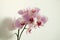 Pink phalaenopsis orchid flower on white. Selective soft focus. Minimalist still life. Light and shadow nature horizontal