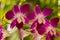 Pink Phalaenopsis Orchid or Moth Orchid flower and branch are blooming