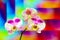 Pink phalaenopsis orchids against colorful graphic abstract background