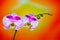 Pink phalaenopsis orchids against vibrant abstract background