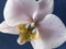 Pink Phalenopsis orchid close up, summer flower