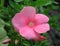 Pink phlox drummondii flower. Close up