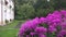 Pink phlox flower bed and heavy rain water drops fall on plant blooms near residential house. 4K