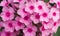 Pink phlox flowers