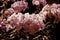 Pink phlox flowers on dark black background. Night low key photo