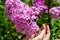 Pink phlox flowers on green background