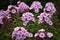 Pink phlox flowers on a green bush. Small light pink Phlox flowers . Large flowers