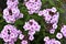 Pink phlox flowers on a green bush. Small light pink Phlox flowers . Large flowers