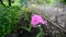 Pink phlox in the garden near fence