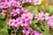 Pink phlox subulata