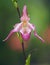 Pink phragmipedium orchid